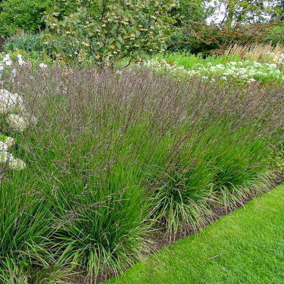 Молінія голуба 'Edith Dudszus', C1.5 - - 2 Молінія голуба 'Edith Dudszus', C1.5 - - 2