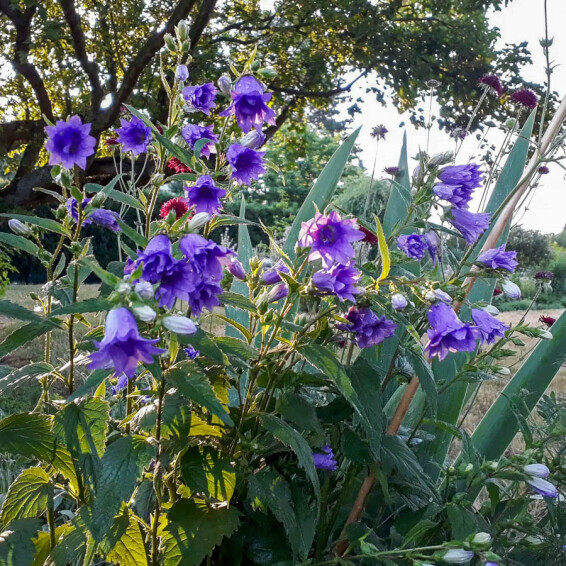 Колокольчик крапиволистный ‘Bernice’ #1, ГК - - 2