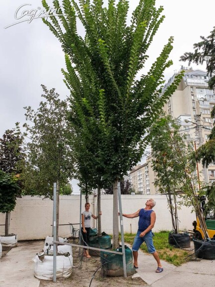 Вяз 'Columella' #6, WRB 25--30 700+ St. 160-180 - 1