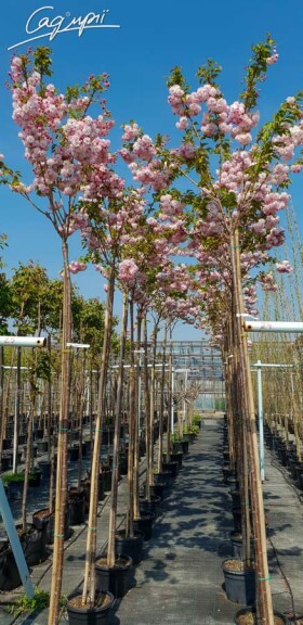 Сакура мелкопильчатая 'Pink Perfection' #2, C32 10--12 300-350 St. 1/2 - 4