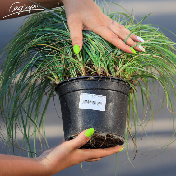 Осока повислая 'Blue Zinger', С1.5 - - 6 Осока повислая 'Blue Zinger', С1.5 - - 6