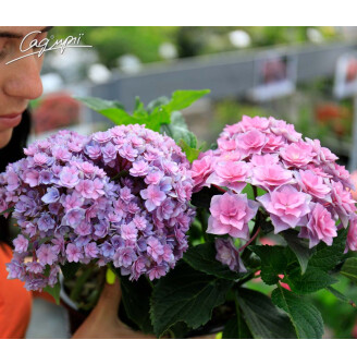 Гортензия крупнолистная 'You and Me Together Rose'®