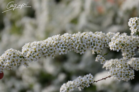 Спирея пепельная 'Grefsheim' - 4