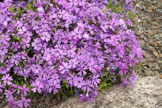 Флокс шиловидный 'Purple Beauty' - 2