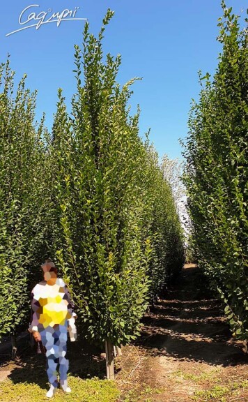 Граб звичайний 'Fastigiata' #5, WRB 8--10 300-400 без штамбу - 2