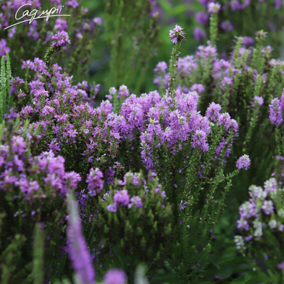 Вероника гибридная 'Plumosa Amethyst Plume'®, p9 - - 3