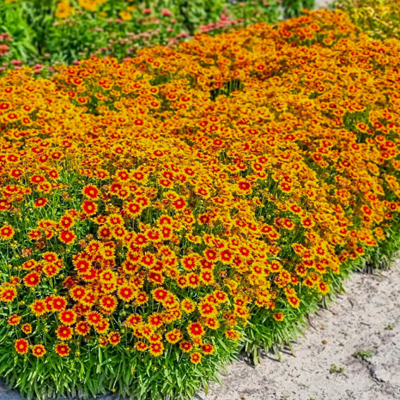 Кореопсис крупноцветковый ‘Solar Jewel®’ (PBR) - 3