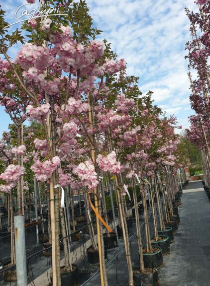 Сакура мелкопильчатая 'Pink Perfection' #2, C32 10--12 300-350 St. 1/2 - 8
