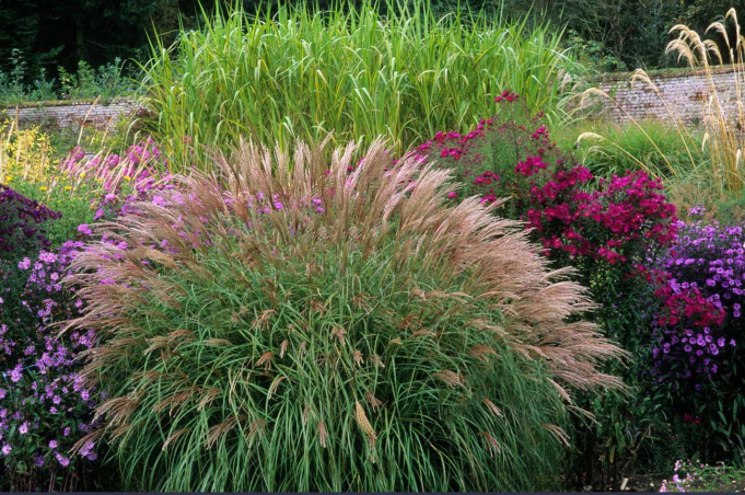 Декоративні трави - засіб для надання саду природної чарівності