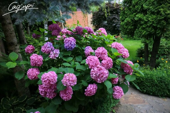 Гортензия крупнолистная 'Bouquet Rose' #1, Р9 - - 2