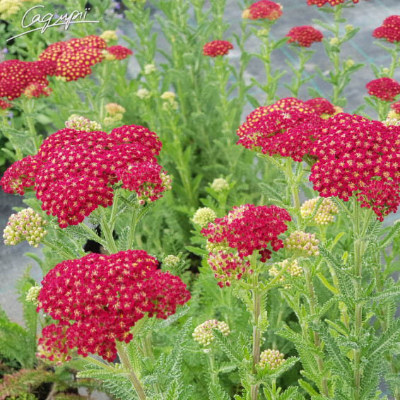 Тысячелистник гибридный 'Tutti-Frutti Pomegranate', p9 - - 3
