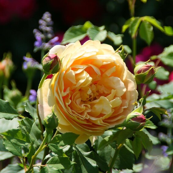 Роза 'Golden Celebration' - 8