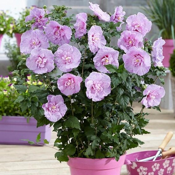 Гибискус сирийский 'Lavander Chiffon' - 2