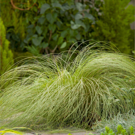 Осока волосоподібна 'Frosted Curls' - 3