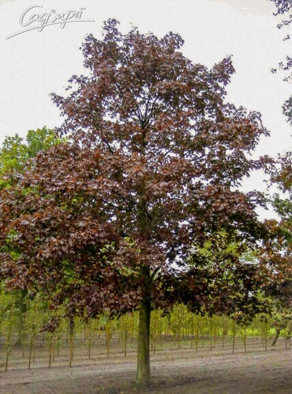 Клен платановидный 'Faassen's Black' #8, WRB 16--18 350-400 St. 150-175 - 1