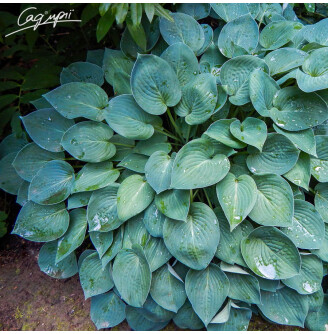 Хоста 'Blue Cadet'