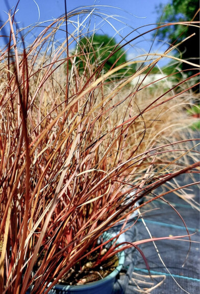 Осока Петрі ‘Milk Chocolate’ - 5