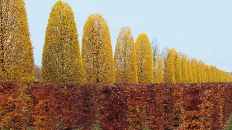 Граби Fastigiata від Саду Вашої мрії