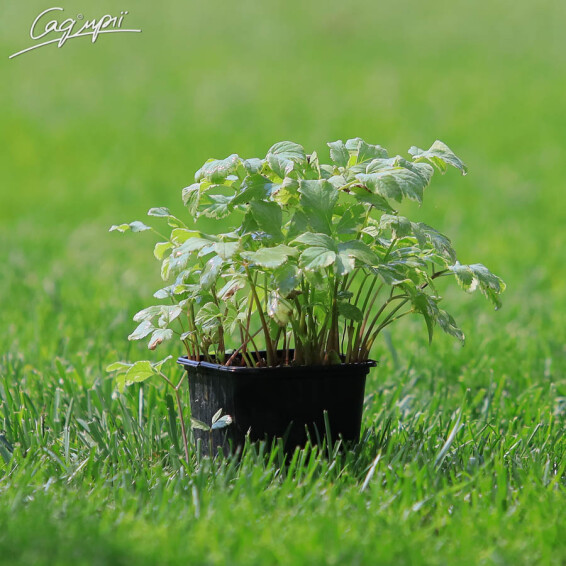 Сныть обыкновенная 'Variegata', C2 - - 7