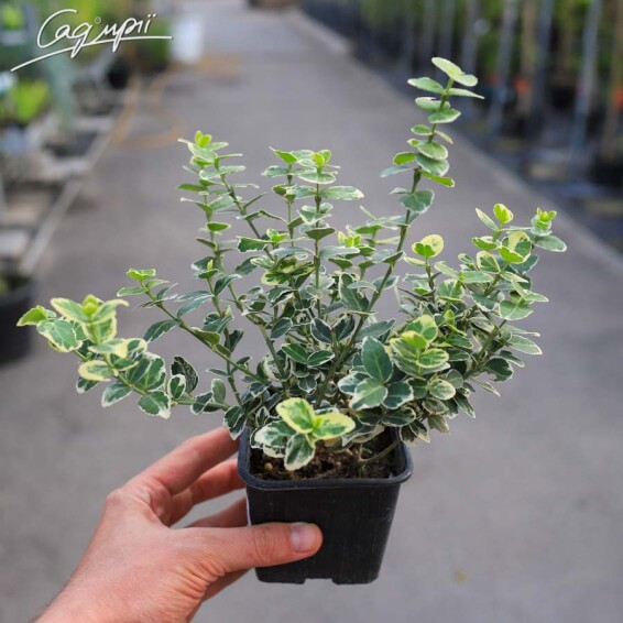 Бересклет форчуна 'Emerald Gaiety' - 3