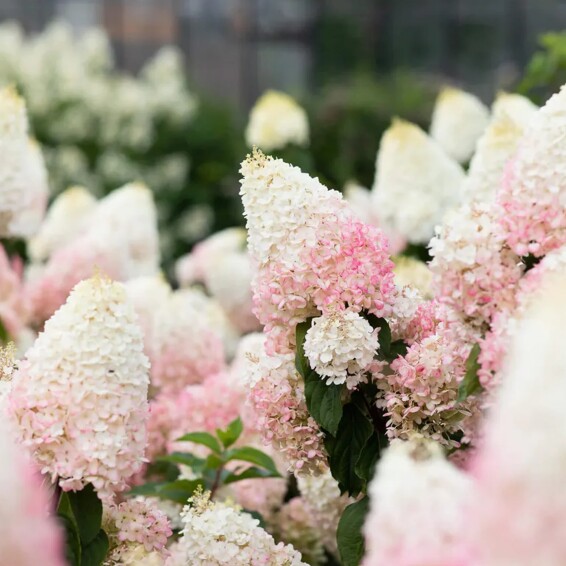 Гортензия метельчатая 'Strawberry Blossom' ® - 4