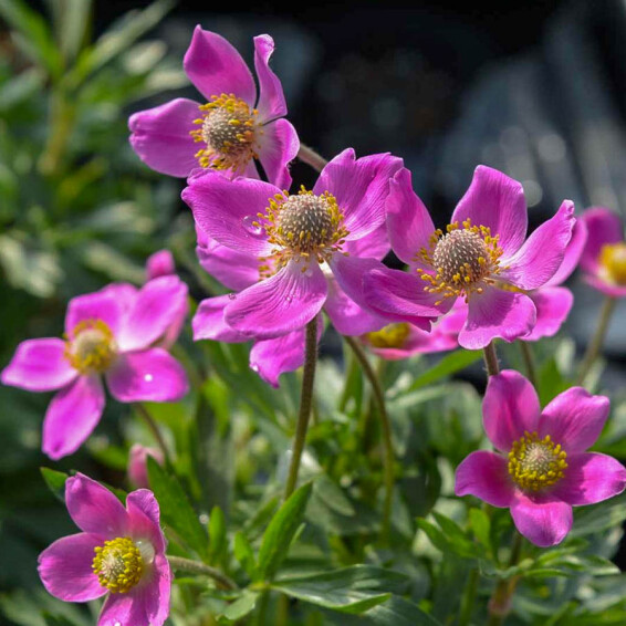 Анемона гібридна 'Spring Beauty Pink®' #1, ГК - - 1