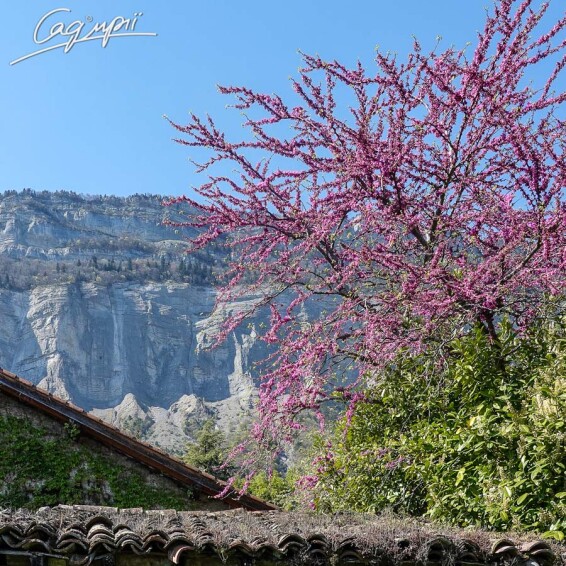 Церцис канадский #3, WRB - 200-250 - - 2