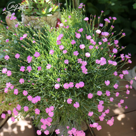 Гвоздика серовато-голубая 'Pink Jewel' - 3