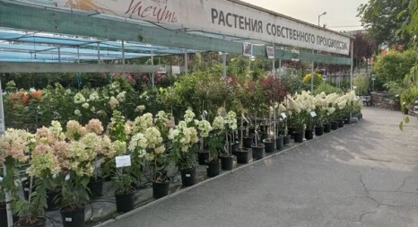 Асcортимент растений Садового центра
