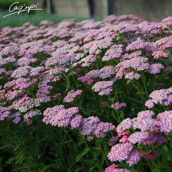 Тысячелистник гибридный 'Tutti Frutti 'Pink Grapefruit' ®' - 3