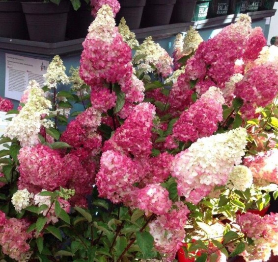 Гортензия метельчатая 'Strawberry Blossom' ® - 2