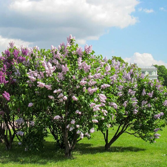 Бузок звичайний 'Krasawica Moskvy' - 1