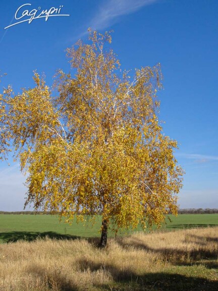Береза плакучая #3, C3 - 150-175 - - 2