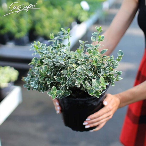 Бересклет форчуна 'Emerald Gaiety' - 1
