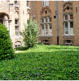 Плющ обыкновенный 'Hibernica'