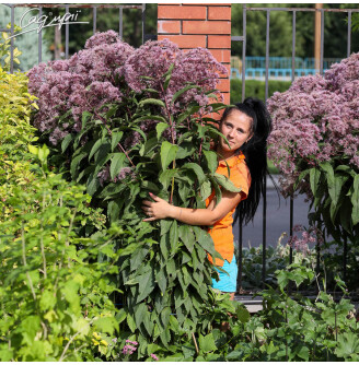 Посконник пятнистый 'Riesenschirm'