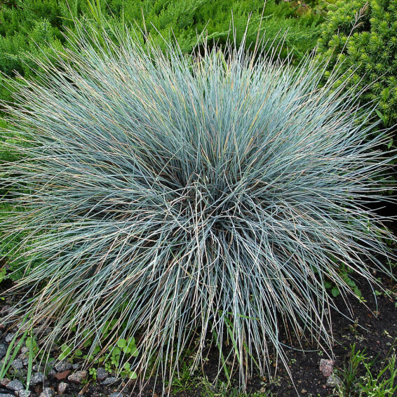 Костриця попеляста 'Blauglut' - 7