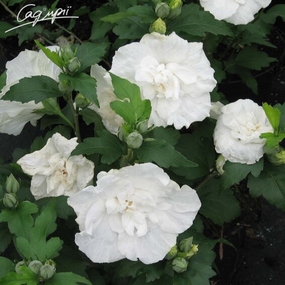 Гібіскус сірійський 'White Chiffon' #3, p9 40-60 - 1