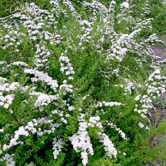 Спирея ниппонская 'White Carpet' - 2