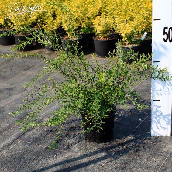 Спирея пепельная 'Grefsheim' #4, C2 30-40 - 8