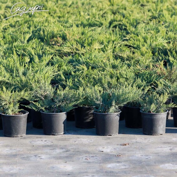 Ялівець козацький 'Tamariscifolia' #1, WRB 175-200 - 9