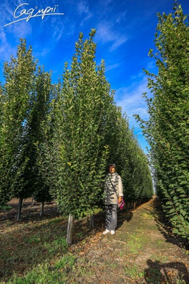 Граб обыкновенный 'Fastigiata' #2, С25 - 250-300 - - 8 Граб обыкновенный 'Fastigiata' #2, С25 - 250-300 - - 8