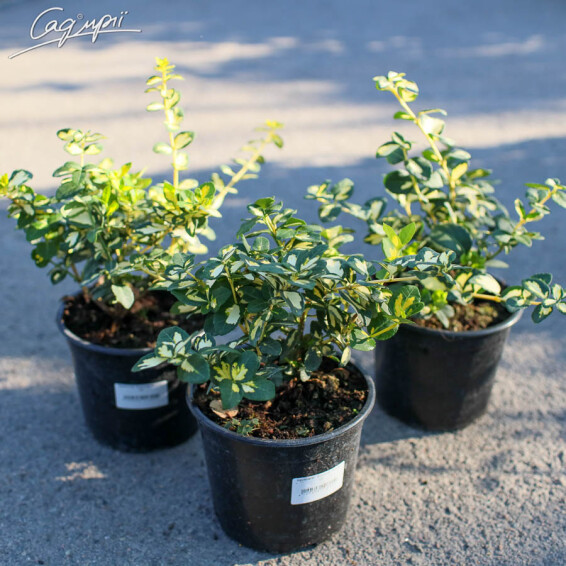 Бересклет Форчуна 'Blondy', C2 30-40 - 3