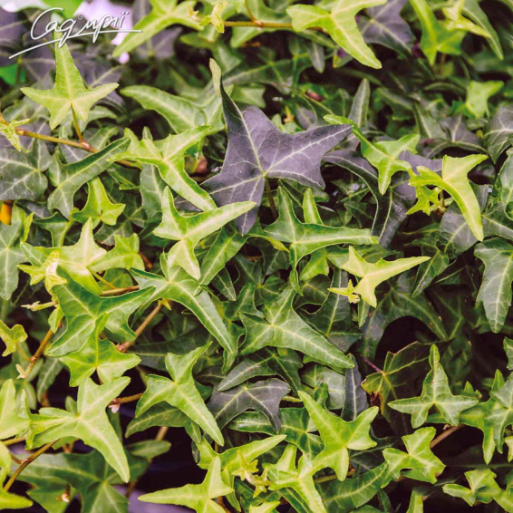 Плющ обыкновенный 'Sagittifolia' - 1