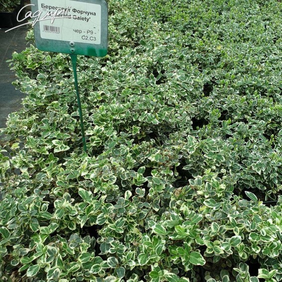 Бересклет форчуна 'Emerald Gaiety' - 2