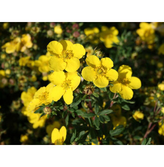 Лапчатка кустарниковая 'Sommerflor'