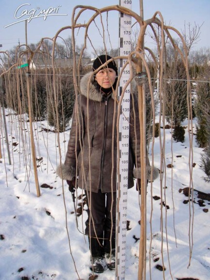Шелковица белая Pendula - 3