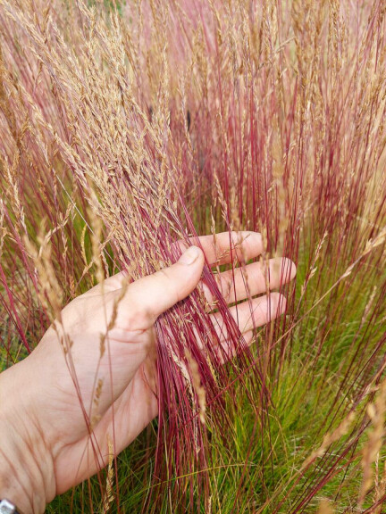 Костриця аметистова ‘Walberla’ - 2