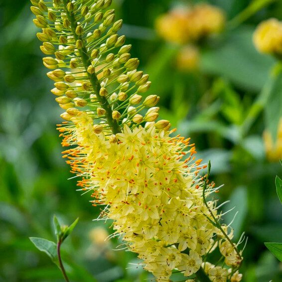 Эремурус 'Moneymaker' - 2