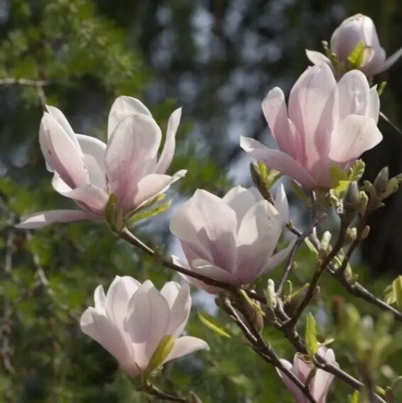 Магнолия Суланжа 'Speciosa' - 2